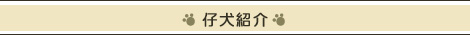 �r�[�O���̎q���Љ�