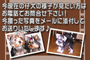 �ŐV�̎e���̎ʐ^�����������͂��d�b��������