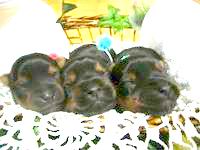 ���[�N�V���e���A�̐e�q1